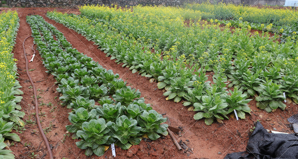 1557812131772909.jpg IMG_6616.jpg