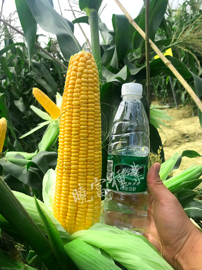 1600248598403539.jpg 04.jpg