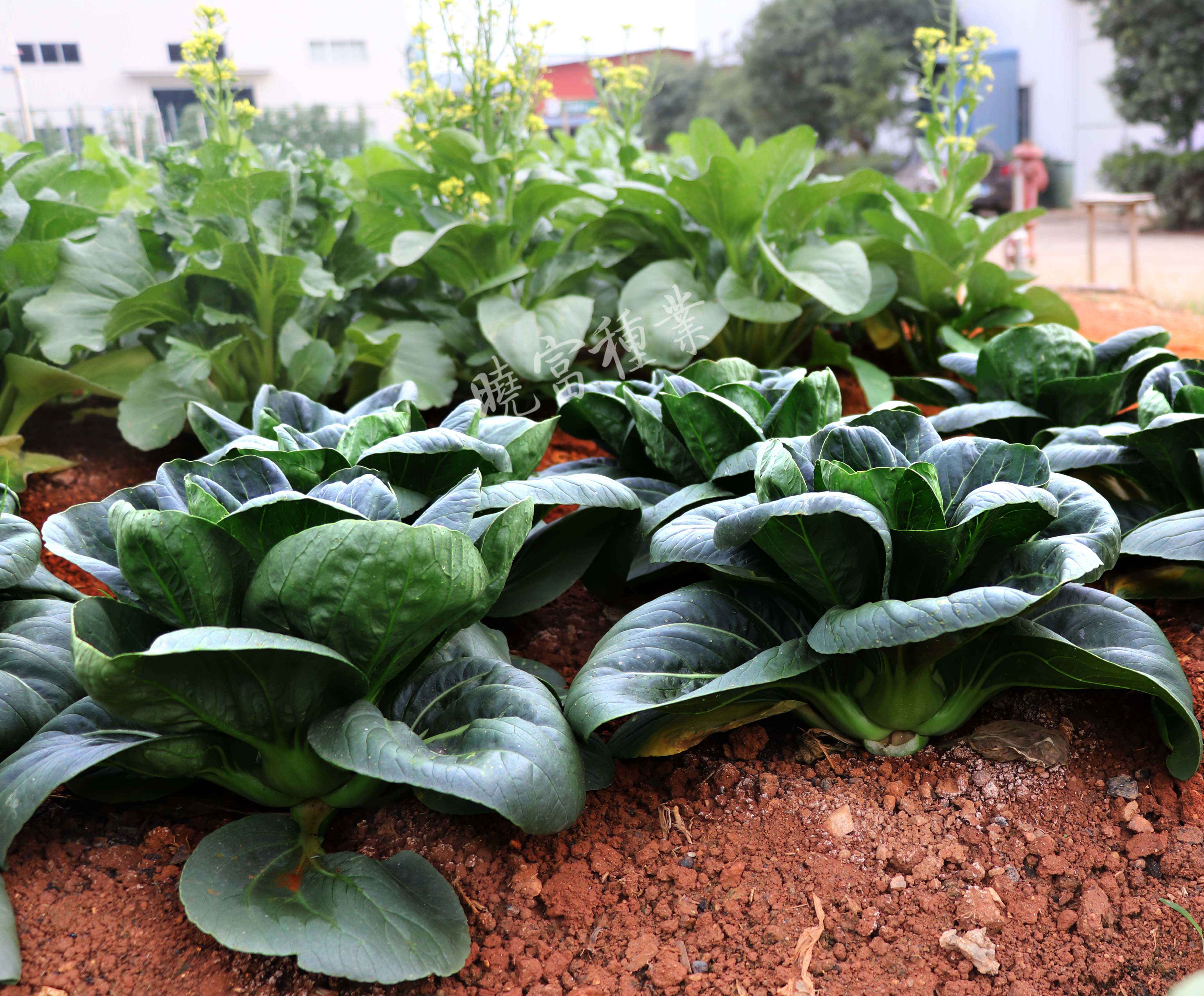 1600249483508318.jpg 04.jpg