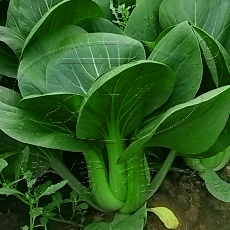 1602151204144496.jpg 06.jpg